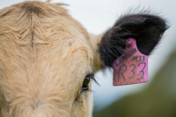 Stud Angus, wagyu, speckle park, Murray grey, Dairy and beef Cows and Bulls grazing on grass and...