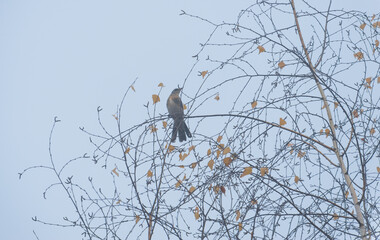 A rowan thrush sits on a tree branch