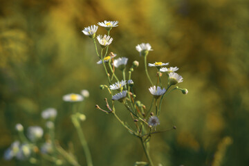 Pharmacy chamomile on yellow-green blurred background - 467065320