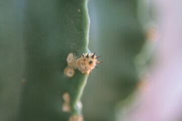 Background with rib and single thorn of a cactus. - 467065357