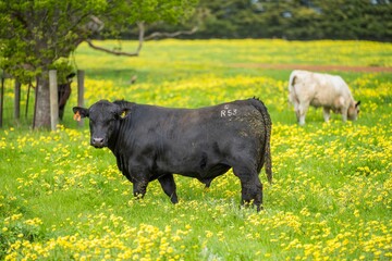 Close up of Stud Beef stud angus bulls and cows grazing on grass in a paddock, in Australia.