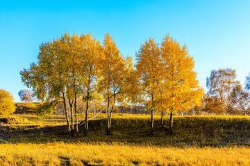 Beautiful birch tree landscape in autumn.Autumn tree and leaves.