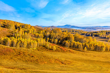 Naklejka na ściany i meble Beautiful mountain and forest natural landscape in autumn.Beautiful autumn scenery in the Wulan Butong grassland,Inner Mongolia,China.