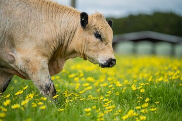 Stud organic speckle park and angus bulls grazing on yellow flowers in a field, on pasture, in...