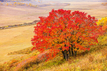 Colorful tree landscape in autumn.Autumn tree and leaves.