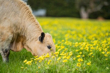 Stud organic speckle park and angus bulls grazing on yellow flowers in a field, on pasture, in...