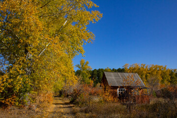 An abandoned village house in the autumn thickets. Autumn trees and the ruins of a small wooden house.