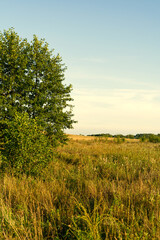 Fototapeta premium A green tree stands in the middle of a field with golden grass.