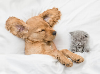 Tiny kitten and cozy English Cocker spaniel puppy sleep together under white warm blanket on a bed at home. Top down view