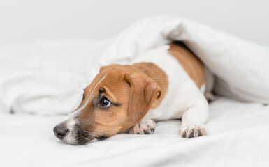 Unhappy jack russell terrier puppy lying  under white warm blanket on a bed at home