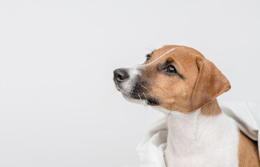 Jack russell terrier puppy covered warm plaid sits in profile and looks away and up on empty space