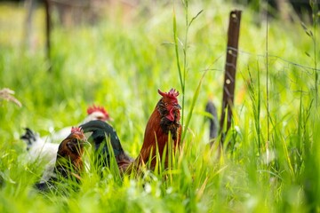 chickens, hens and chook, in a country hen house, on a farm and ranch in Australia. © William