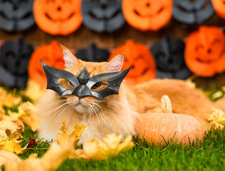Funny adult Maine Coon cat wearing mask for halloween sits on autumn grass with pumpkin