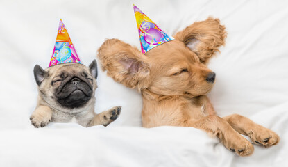 Cozy English Cocker spaniel puppy and Pug puppy wearing birthday caps sleep together under white...