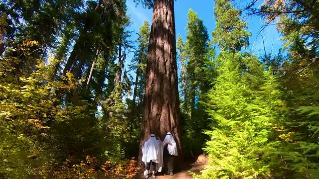 Two people dancing underneath massive trees into a wide-angle view.