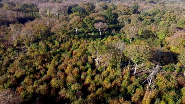 Autumn coloured trees and bushes captured in 4K by drone