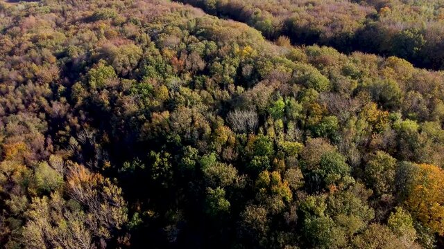 Drone footage of trees in autumn colours in England dolly forward