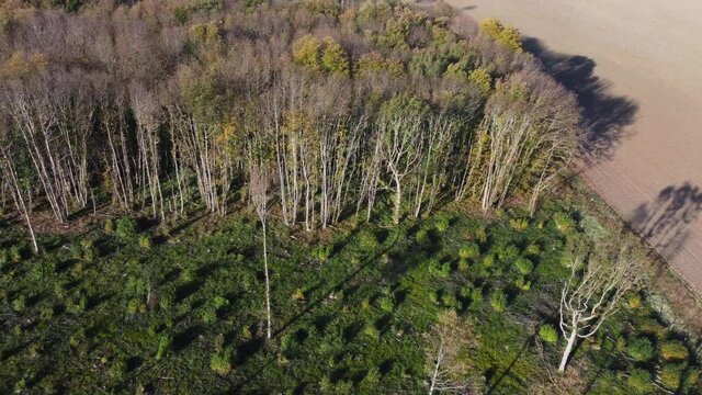 A treeline showing deforestation in 4K by a drone dolly left.