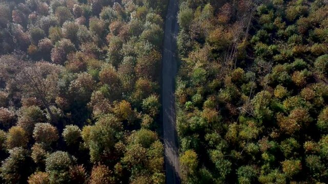 Country road in between trees with autumn colours by drone
