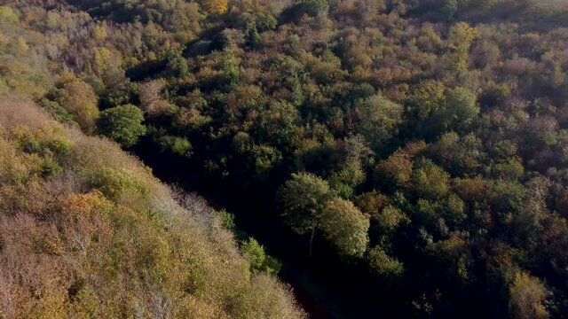 Drone footage following a nature trail in autumn coloured trees