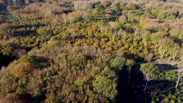 Autumn coloured trees and bushes in 4K by drone dolly forward