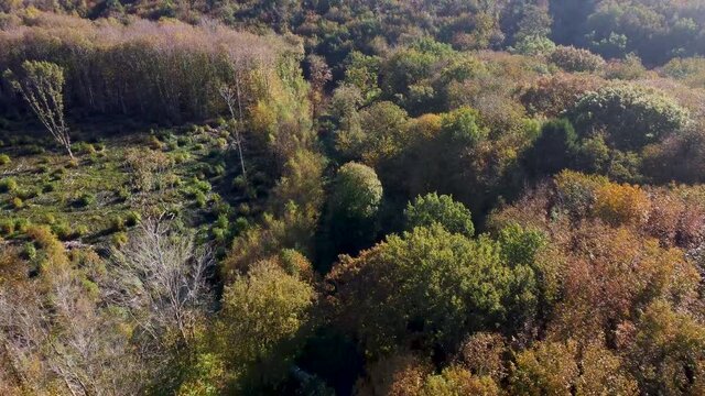 Autumn coloured trees with nature trail in 4K by drone dolly forward