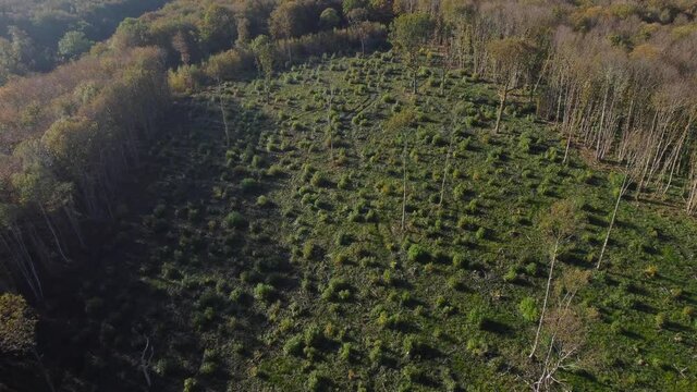 Deforestation footage from a drone in England