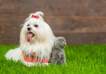 White Maltese dog sits with tiny kitten on green summer grass. Empty space for text