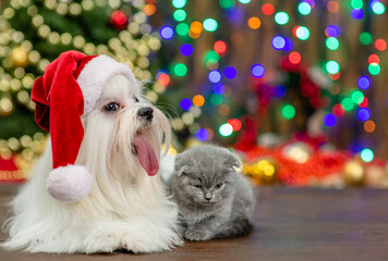 White Maltese dog wearing a red santa hat and tiny kitten sit with Christmas tree on background and look away on empty space