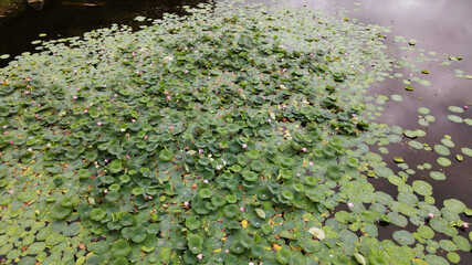 Nenuphar(Water lily), Lake, Blossom, Texture, Camera down, Aerial, Reflection