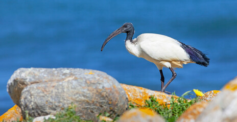 Fototapeta premium African Sacred Ibis