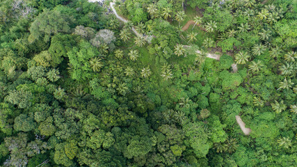 Naklejka premium Amazing forest Aerial view of forest trees Rainforest ecosystem and healthy environment background Texture of green trees forest top down