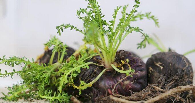 Fresh Maca roots or Peruvian ginseng on white background (lat. Lepidium meyenii) (Selective focus, Focus on maca roots on the front)