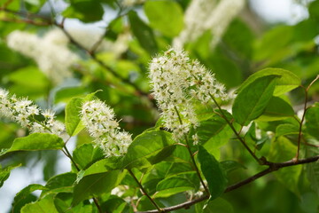 ウワミズザクラの木に白い花が咲く