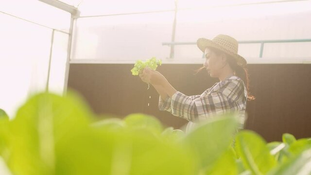 Young female farmer working in hydroponic greenhouse farm, clean food and healthy eating concept