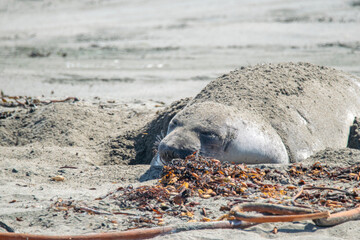 seal on the beach