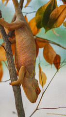 Panther chameleon,chameleon panther on branch close up