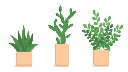 Fototapeta na wymiar Indoor plants in rectangular pots on a white background . A set of vector illustrations .Scarlet, cactus and zamiokulkas in brown pots.
