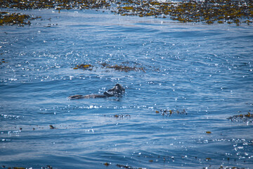 Otter in sea