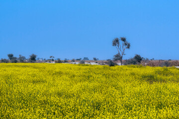field of yellow rapeseed, Rapeseed, also known as rape, or oilseed rape, is a bright-yellow...