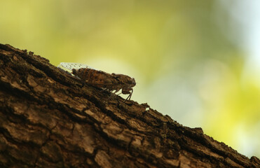 Auchenorrhyncha on a tree