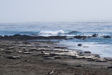 Elephant seals colony
