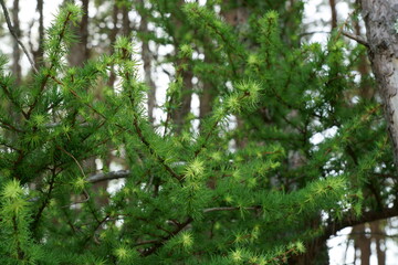 カラマツの新しい新鮮な若葉