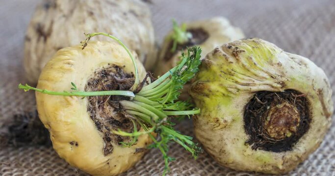 Fresh Maca roots or Peruvian ginseng on white background (lat. Lepidium meyenii) (Selective focus, Focus on maca roots on the front)