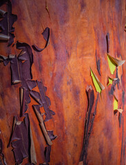 Details of bark on a madrona tree -arbutus menziesii- Madrona tree peeling.
