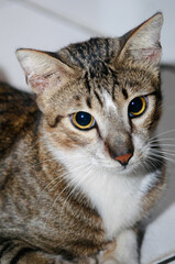 close up portrait of a cat