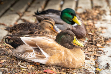 Three ducks sitting on the shore outside the water, Central Park, Fremont 
