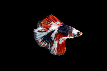 Obraz premium Siamese fighting fish Betta splendens on black background