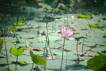 Time: Wednesday, November 3, 2021 . Location: Phu My Hung lotus lagoon, Ho Chi Minh City.  Content: The author hopes the photo film can describe the beauty of lotus flowers.
