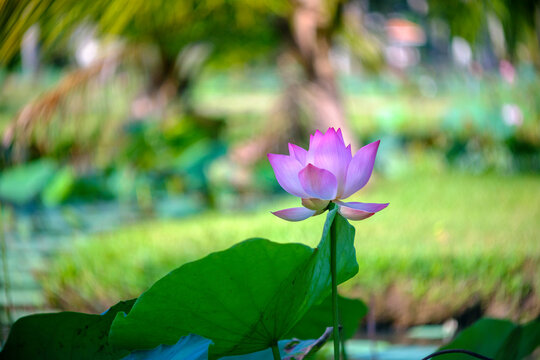 Time: Wednesday, November 3, 2021 . Location: Phu My Hung lotus lagoon, Ho Chi Minh City.  Content: The author hopes the photo film can describe the beauty of lotus flowers.